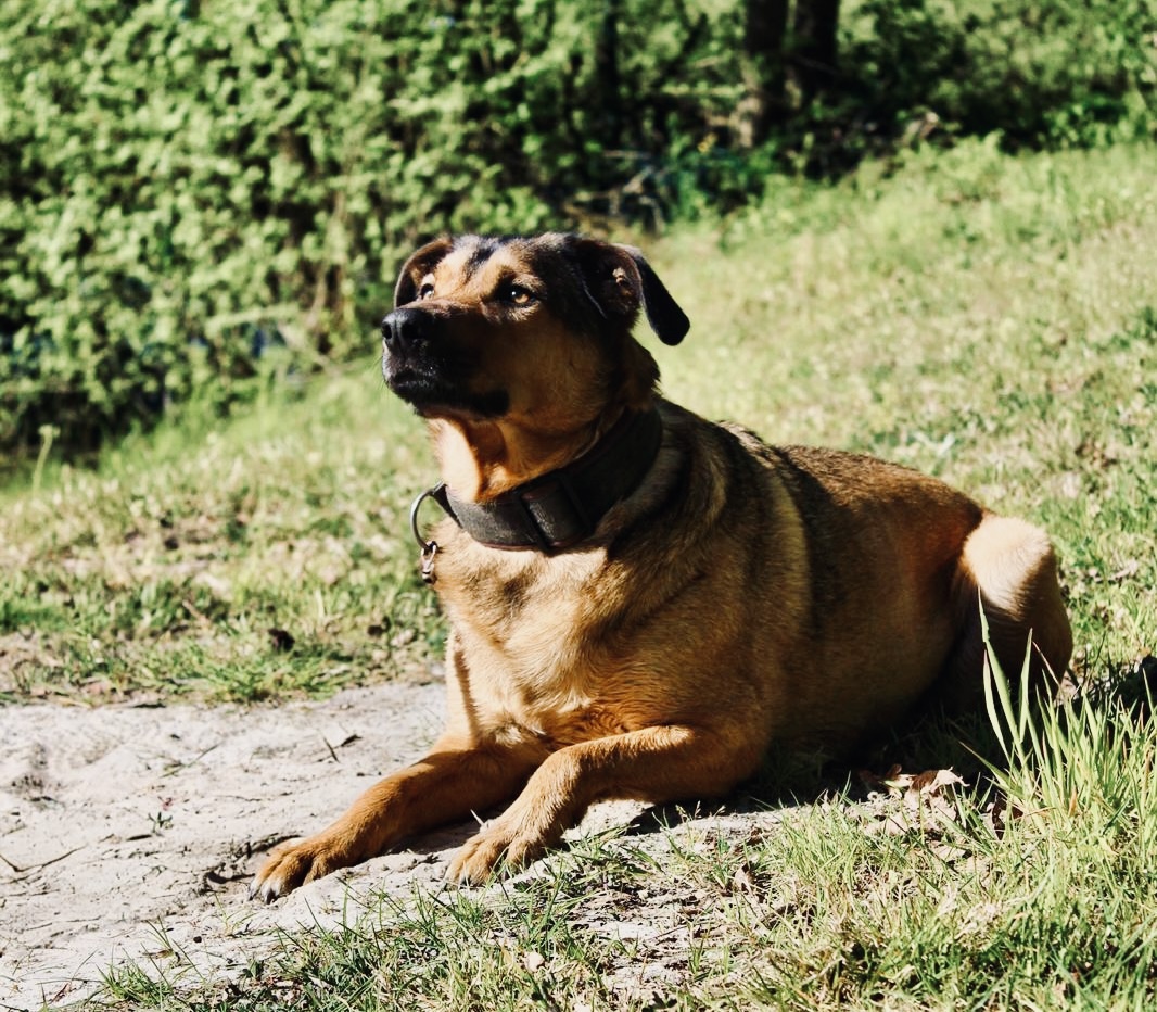 Tierfotografie